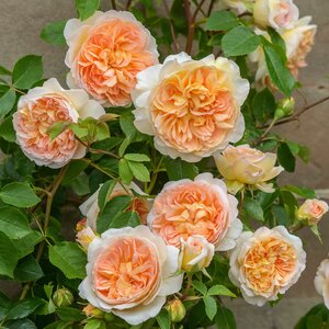 Bathsheba® English Climbing Rose - David Austin Roses