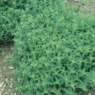 Herb Seeds - Sweet Marjoram