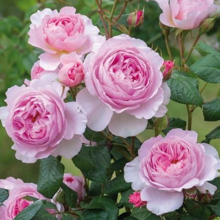 The Ancient Mariner® English Shrub Rose - David Austin Roses