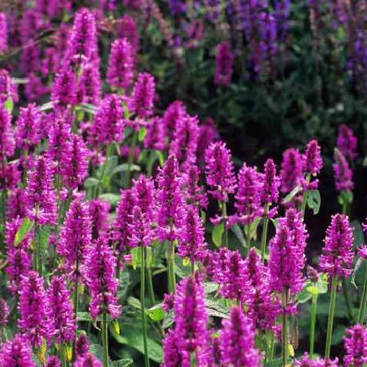 https://www.beethamnurseries.co.uk/plant-of-the-month/stachys-hummelo