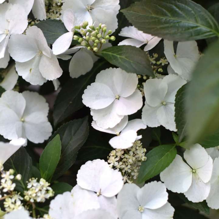 Hydrangea Runaway Bride Plant of the Month Beetham Nurseries