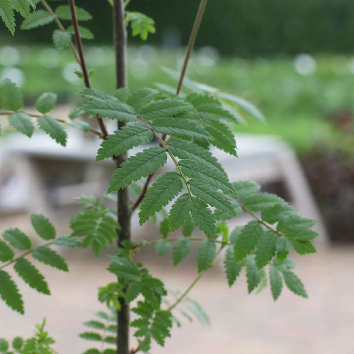 Plant Tree Sapling for The Queen's Jubilee Celebrations - Beetham Nurseries