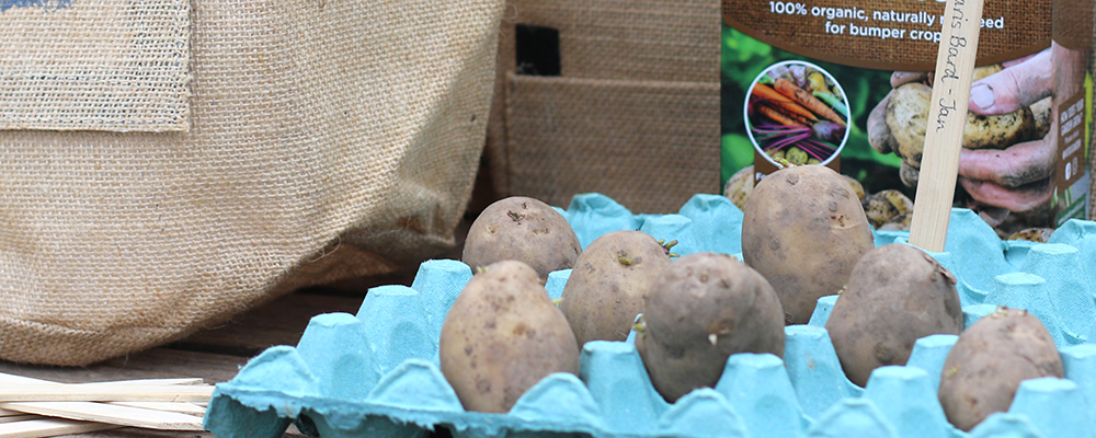 Chitting potatoes