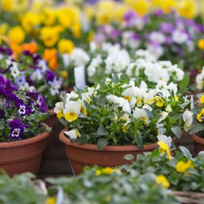 04.2022 - April Gardening Tips 04.2022 - April Gardening Tips