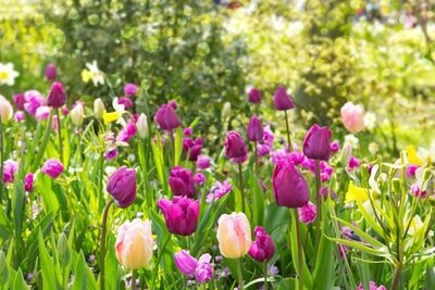 Bulb Weekend