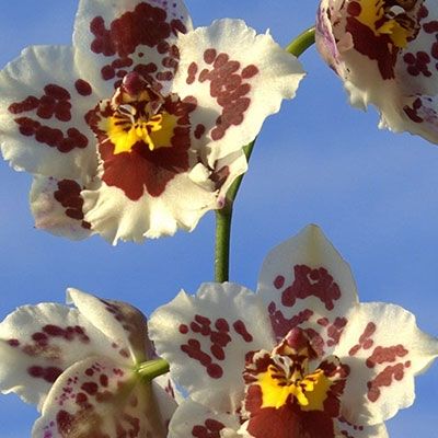 Caring for Cambria Orchids