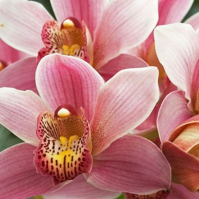 Caring for Cymbidium Orchids