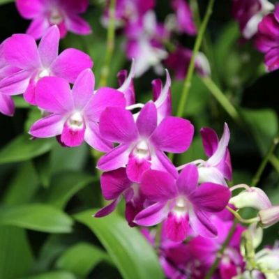 Caring for Dendrobium Orchids