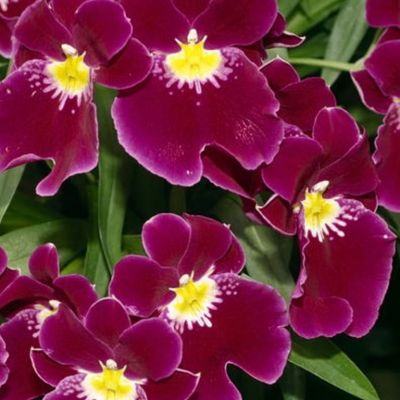 Caring for Miltonia Orchids Caring for Miltonia Orchids