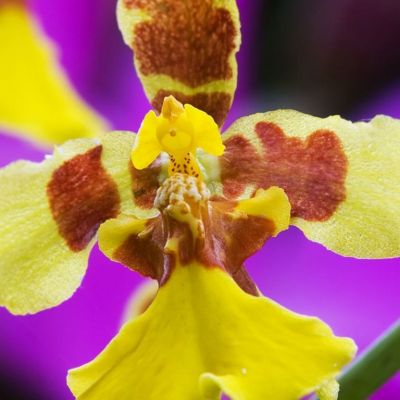 Caring for Oncidium Orchids