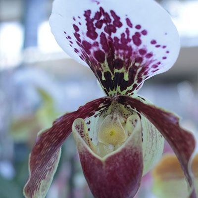 Caring for Paphiopedilum Orchids