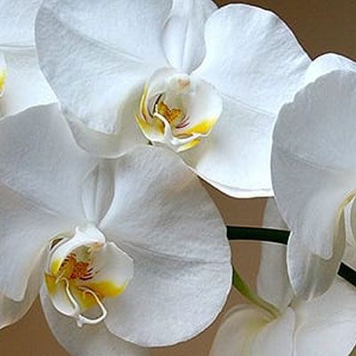 Caring for Phalaenopsis Orchids