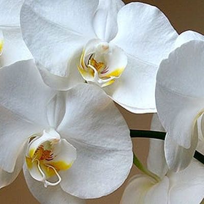 Caring for Phalaenopsis Orchids Caring for Phalaenopsis Orchids