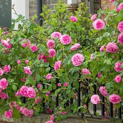 Caring for Roses