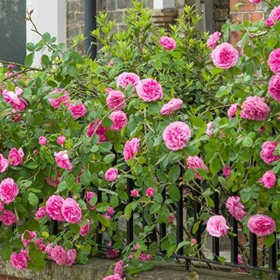 Caring for Roses Caring for Roses
