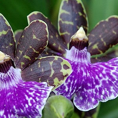 Caring for Zygopetalum Orchids