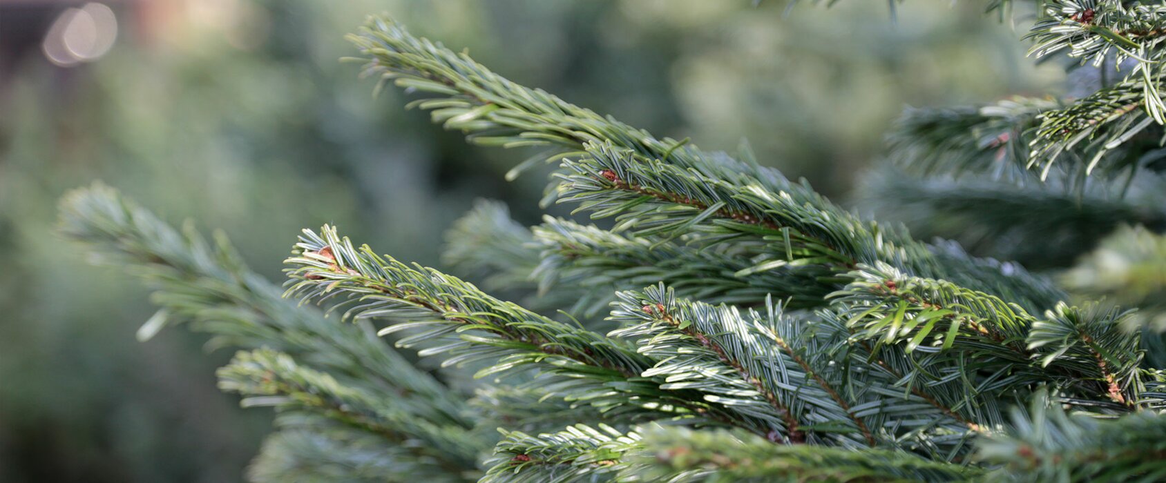 CHRISTMAS TREES HAVE ARRIVED