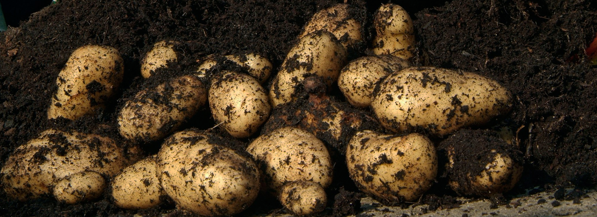 COMPOST & SEED POTATOES