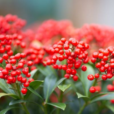 12.2022 - December Gardening Tips