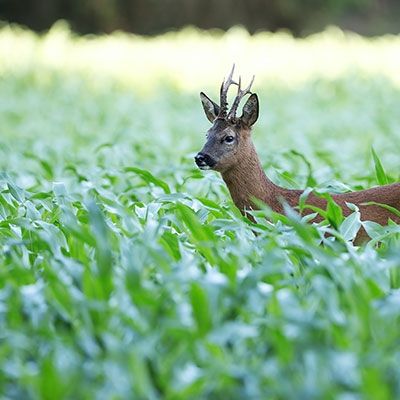 Deer Resistant Plants