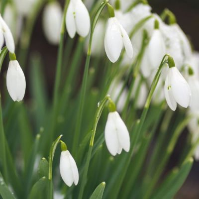 02.2025 - February Gardening Tips 02.2025 - February Gardening Tips