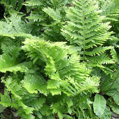 Ferns in Your Garden with Robert Sykes
