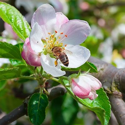 Growing Fruit Trees