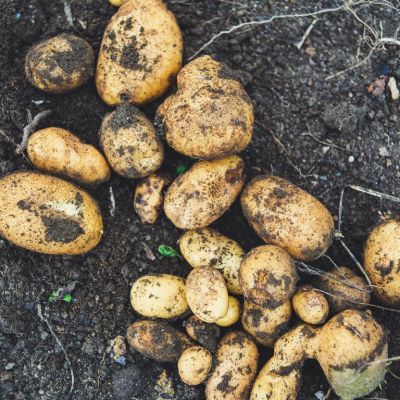 Growing Seed Potatoes