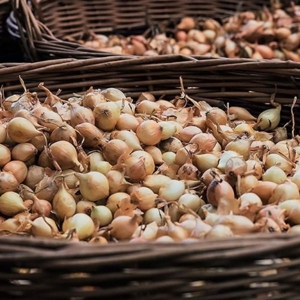 How To Grow Shallots - Sunny Home Gardens