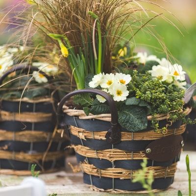 01.2025 - January Gardening Tips 01.2025 - January Gardening Tips