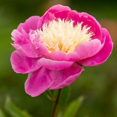 06.2025 - June Gardening Tips 06.2025 - June Gardening Tips