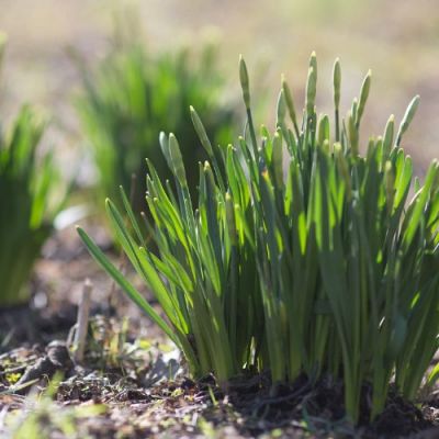 03.2022 - March Gardening Tips