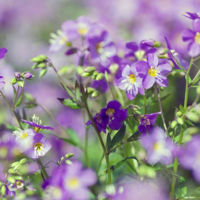 05.2022 - May Gardening Tips 05.2022 - May Gardening Tips