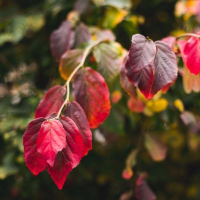 11.2025 - November Gardening Tips 11.2025 - November Gardening Tips