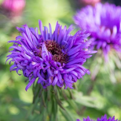 10.2025 - October Gardening Tips 10.2025 - October Gardening Tips
