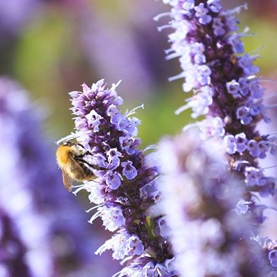 Planting for Bees