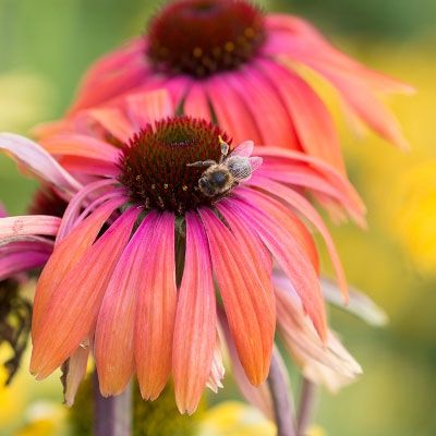 Planting for Bees & Butterflies