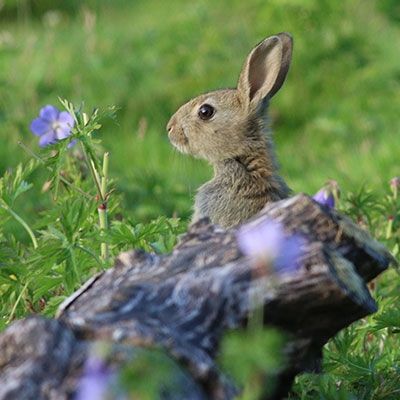 Rabbit Resistant Plants