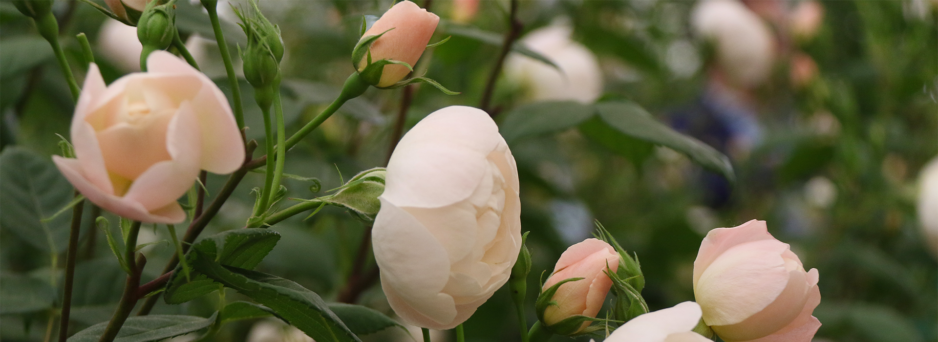 Rose Day JOIN US FOR ROSE DAY