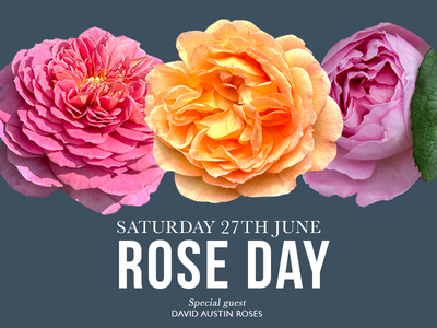 Rose Day with David Austin Roses