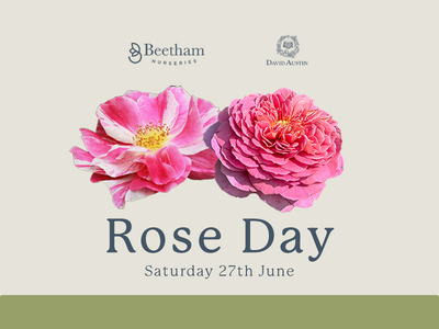 Rose Day with David Austin Roses