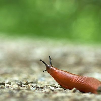 Slug Control Slug Control