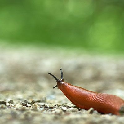 Slug Control