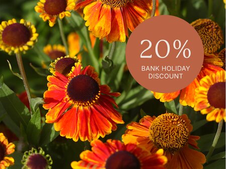 August Bank Holiday Weekend at Beetham Nurseries