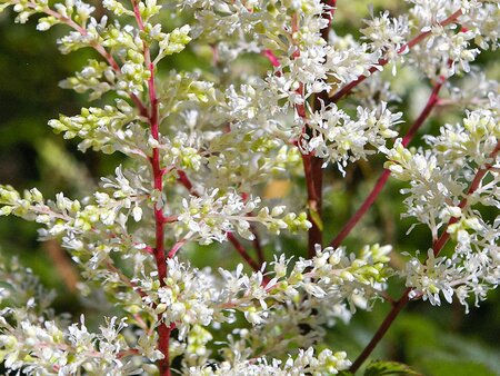 Astilbe - The Growing Nursery