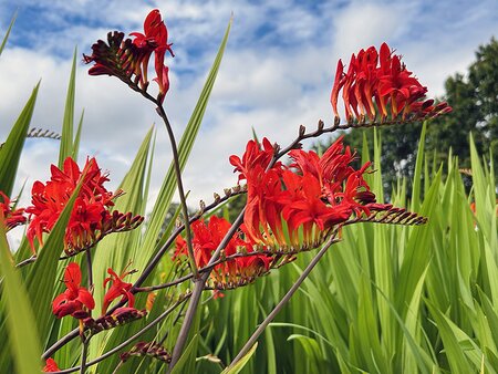 Crocosmia
