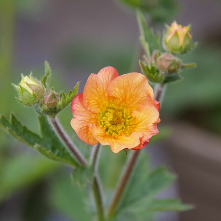 Geum - grown at Beetham  Nurseries