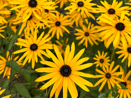 Rudbeckia