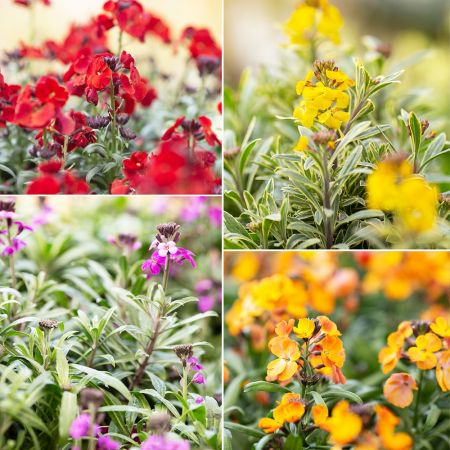 Erysimum - The Perfect Perennial