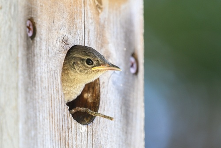 Feed Seasonally, Feed Safely: New RSPB Advice for Helping Garden Birds